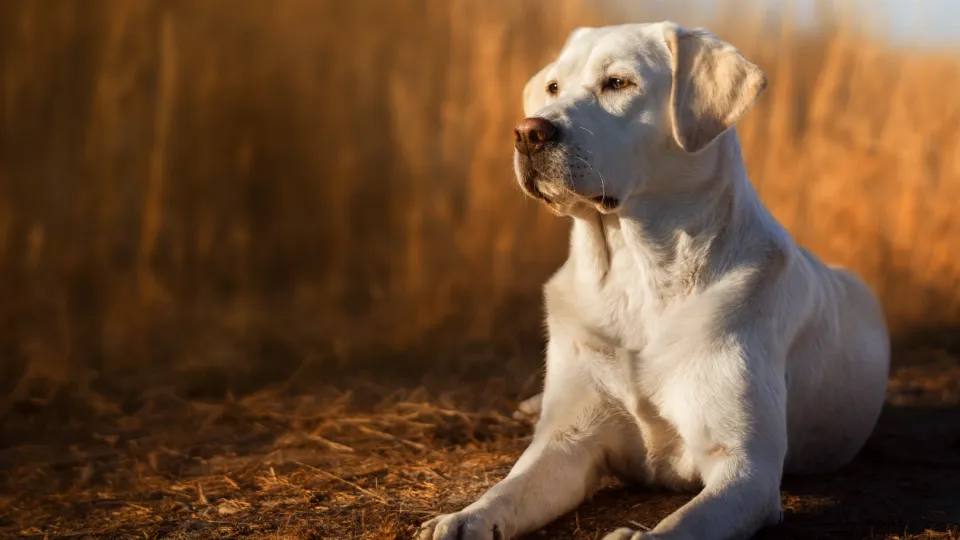 Retriever (Labrador)